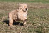 GOLDEN RETRIEVER 053